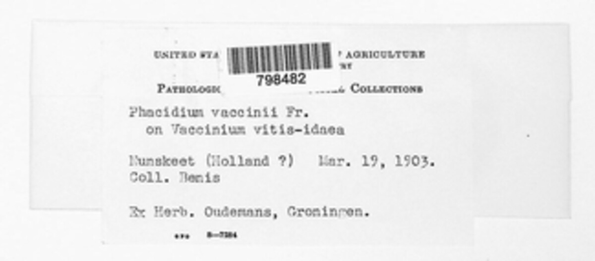 Phacidium vaccinii image